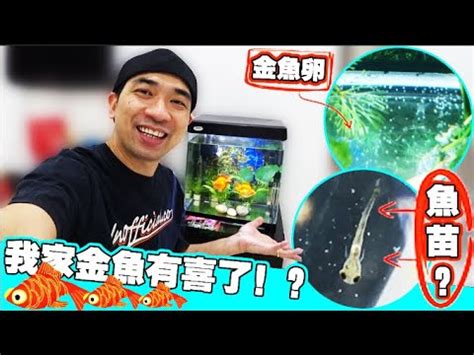 金魚養幾隻最吉利|金魚養幾隻才能招財進寶？